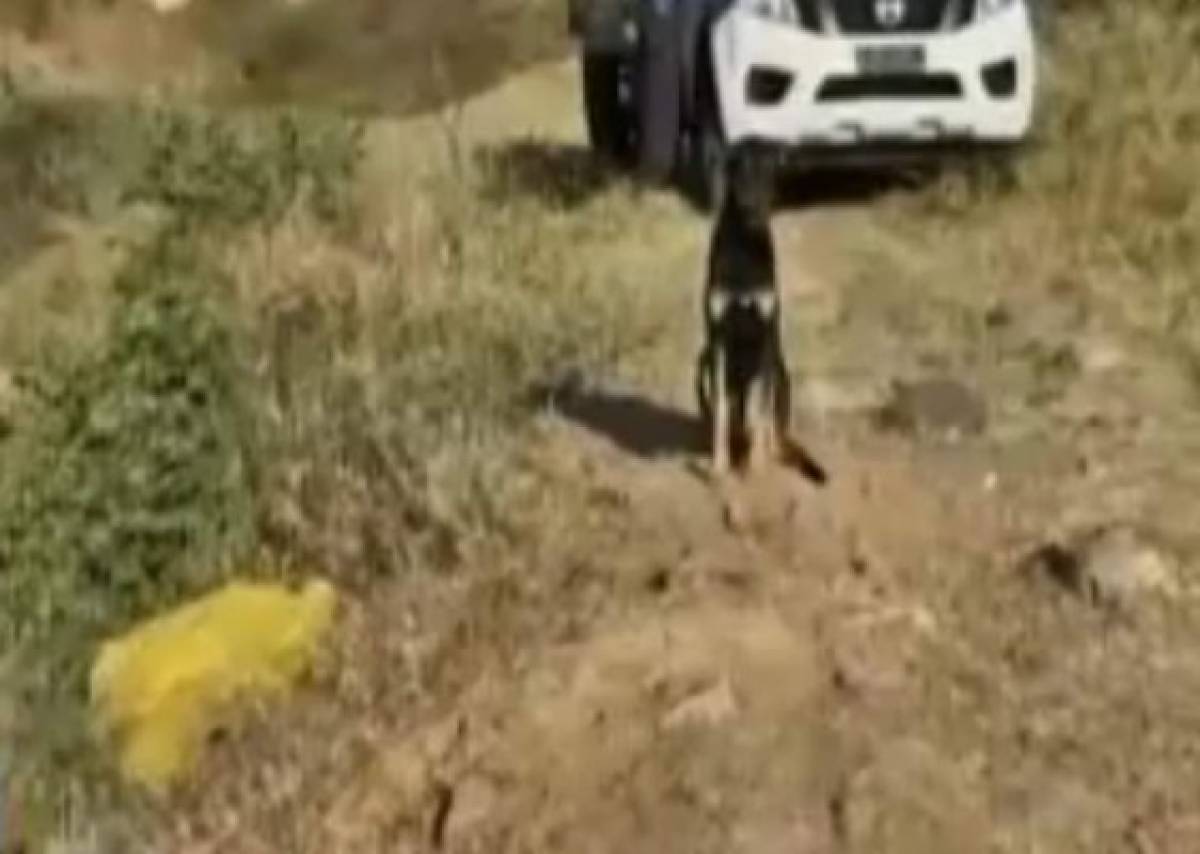 Matan a joven que había sido raptado y es hallado junto a su perro