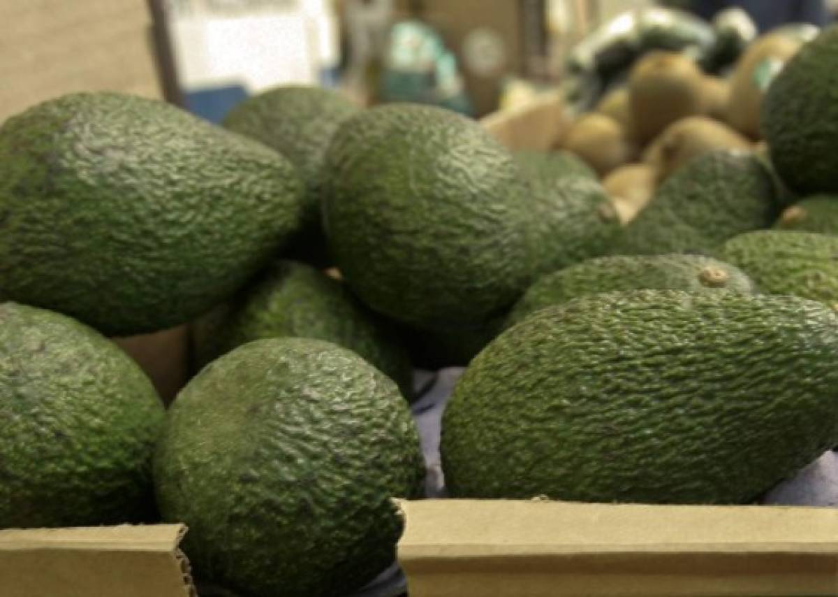 Seis beneficios del aguacate que tú no conocías