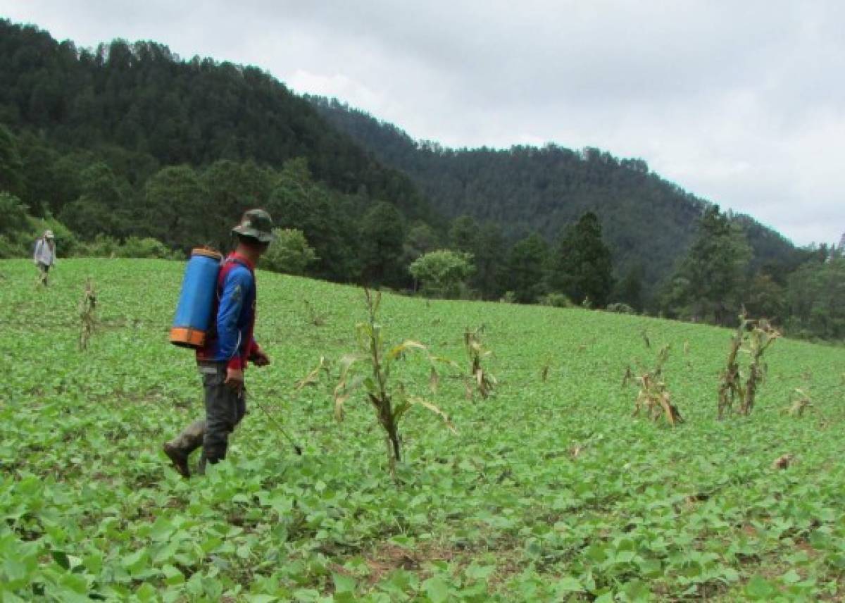 Honduras: Sacrificio fiscal para apoyar el agro será de L 655 millones