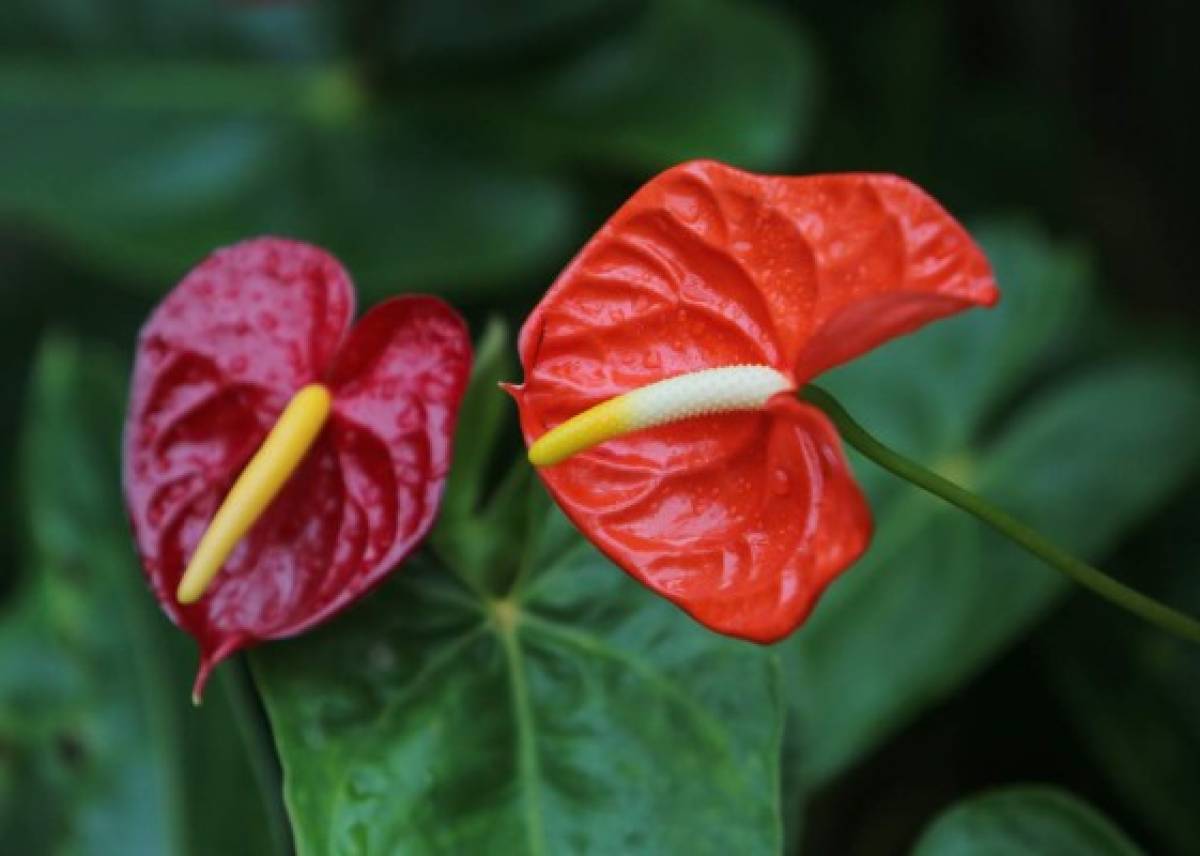 Jutiapa, lugar donde las flores huelen a progreso