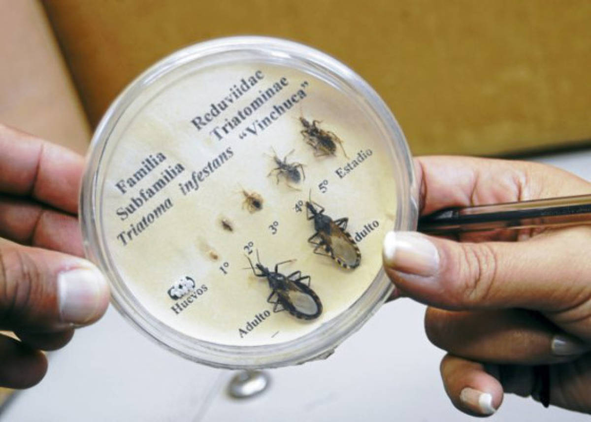 Investigan 8 casos dudosos de Chagas