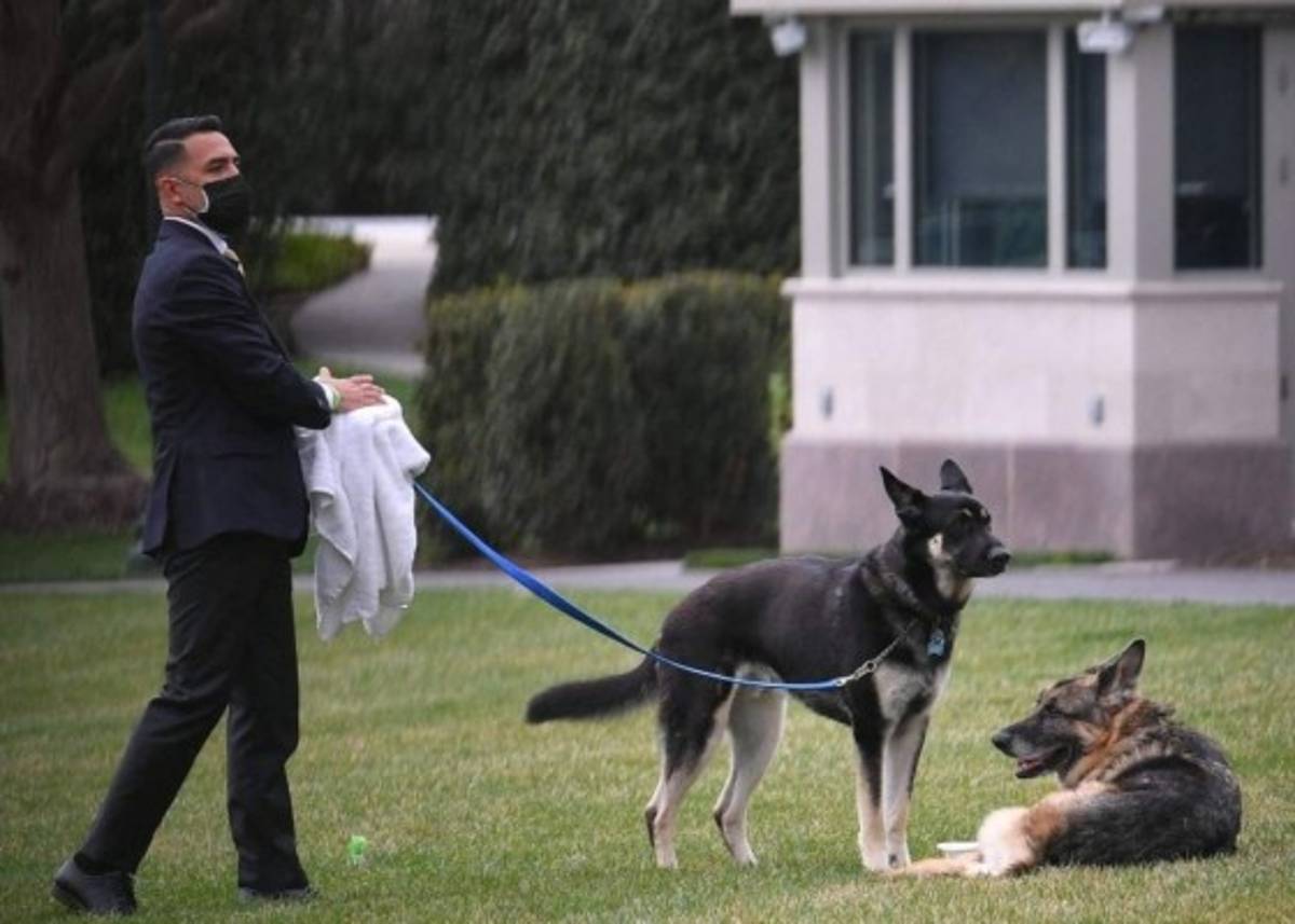 ¡Un gato! La nueva mascota de los Biden en la Casa Blanca
