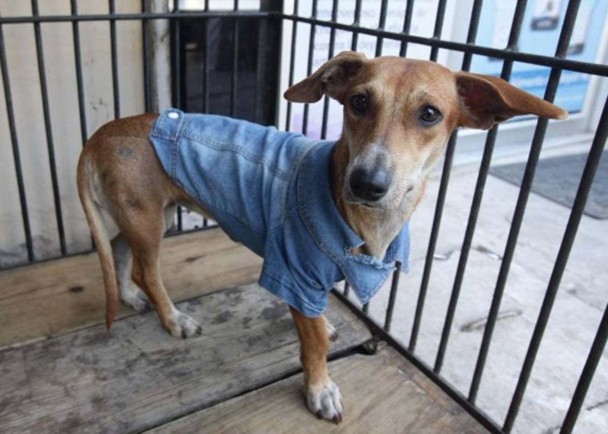 Los animales también merecen respeto