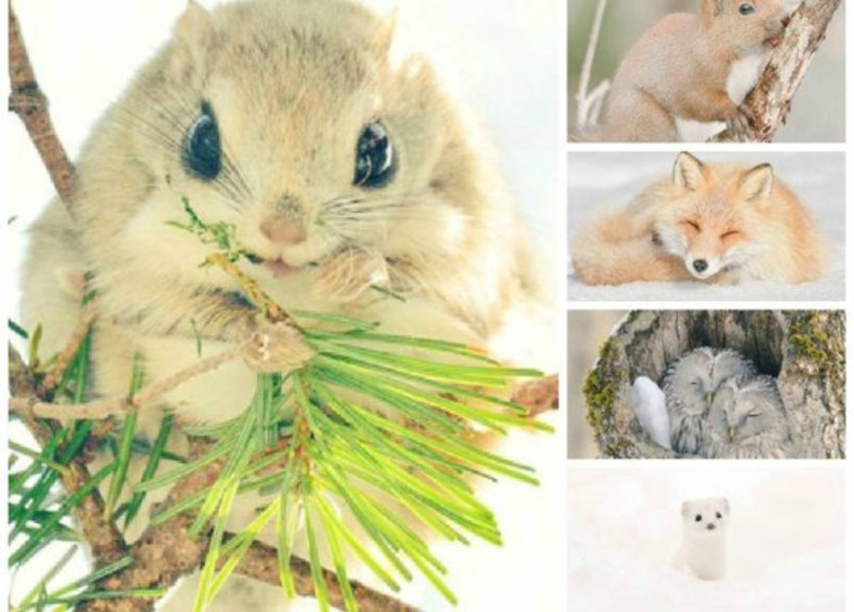 Un rincón de preciosos