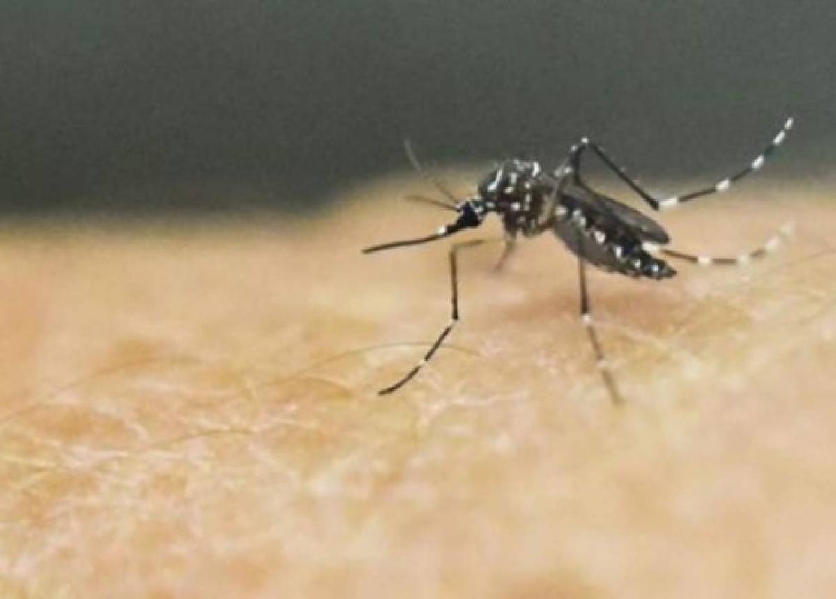 Aedes aegypti podría transmitir el virus mayaro