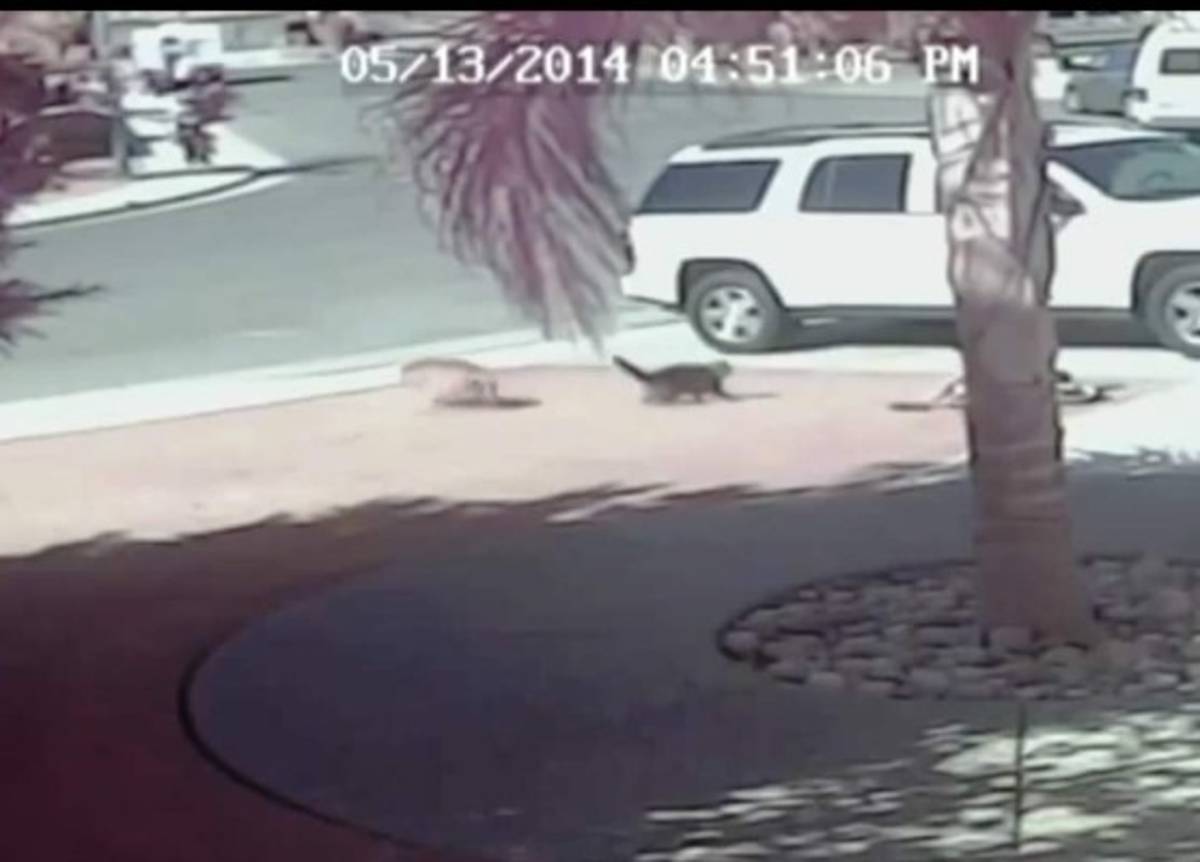 El gato que rescató a un niño del ataque de un perro furioso
