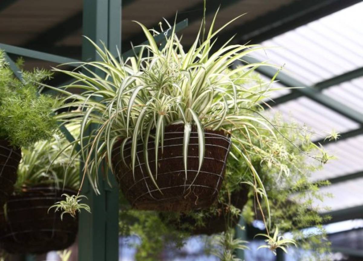 Cuidados de un jardín radiante