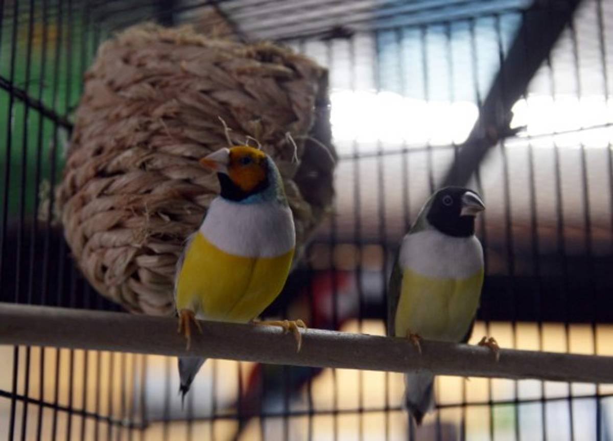 Aves exóticas, animales coloridos