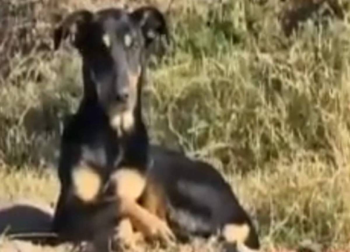 Matan a joven que había sido raptado y es hallado junto a su perro