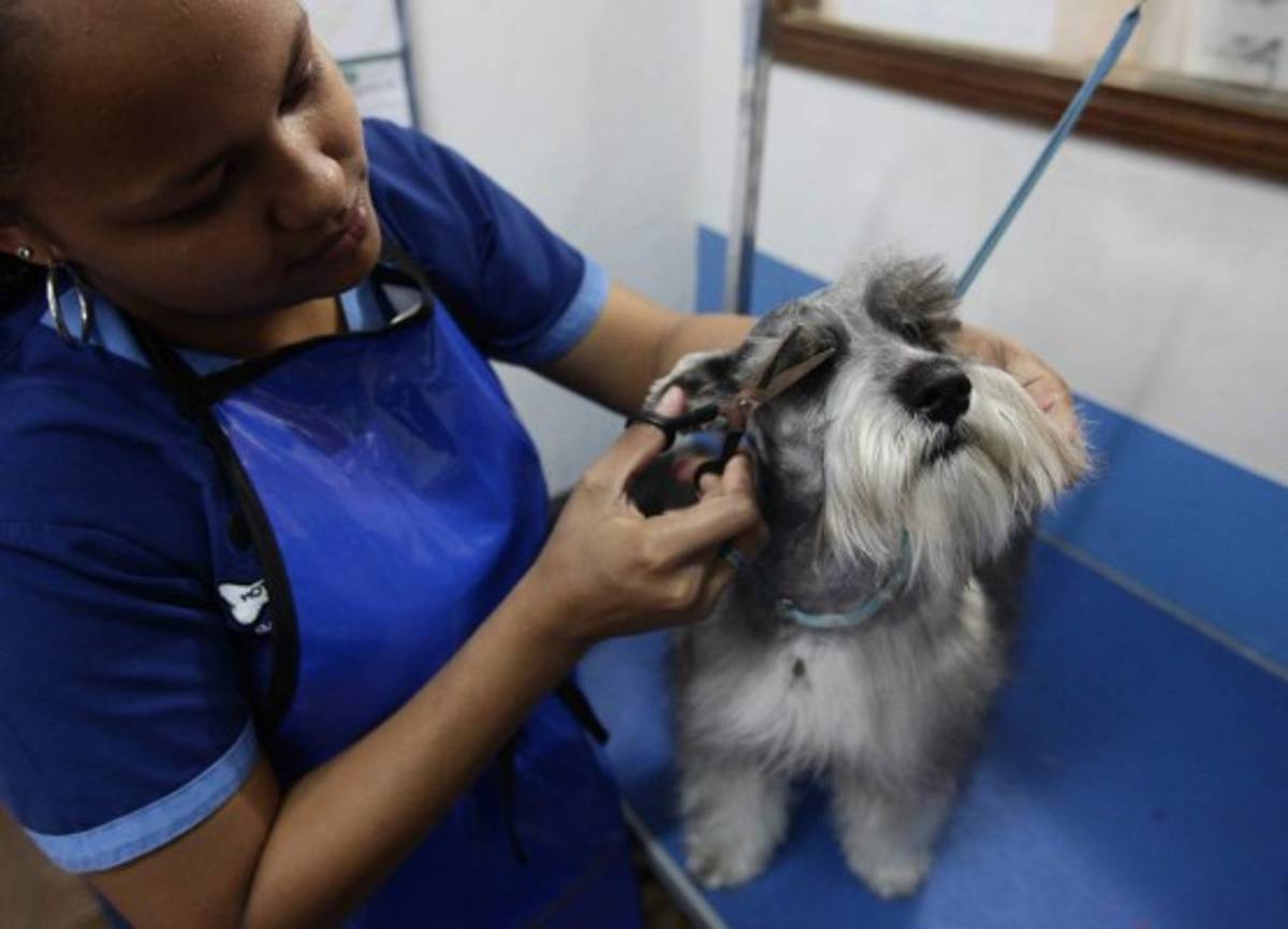 Acabe con los patacones y garrapatas de su mascota