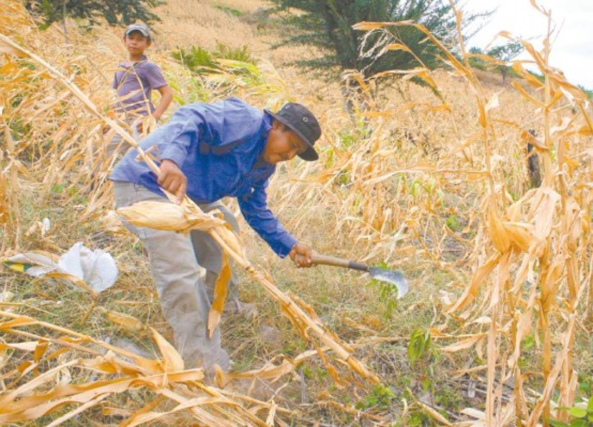 Honduras y cooperación harán frente a la sequía que acecha a familias