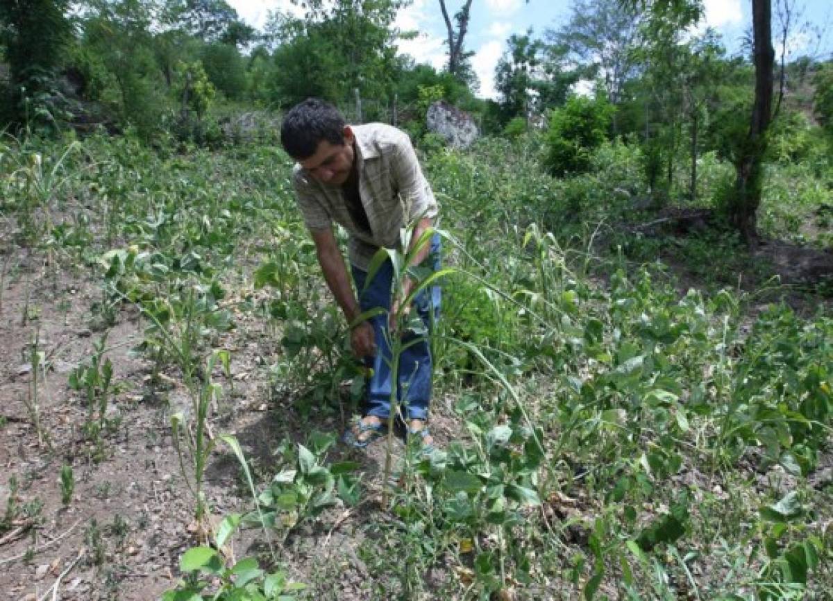 Presupuesto para 2016 no prioriza el gasto social