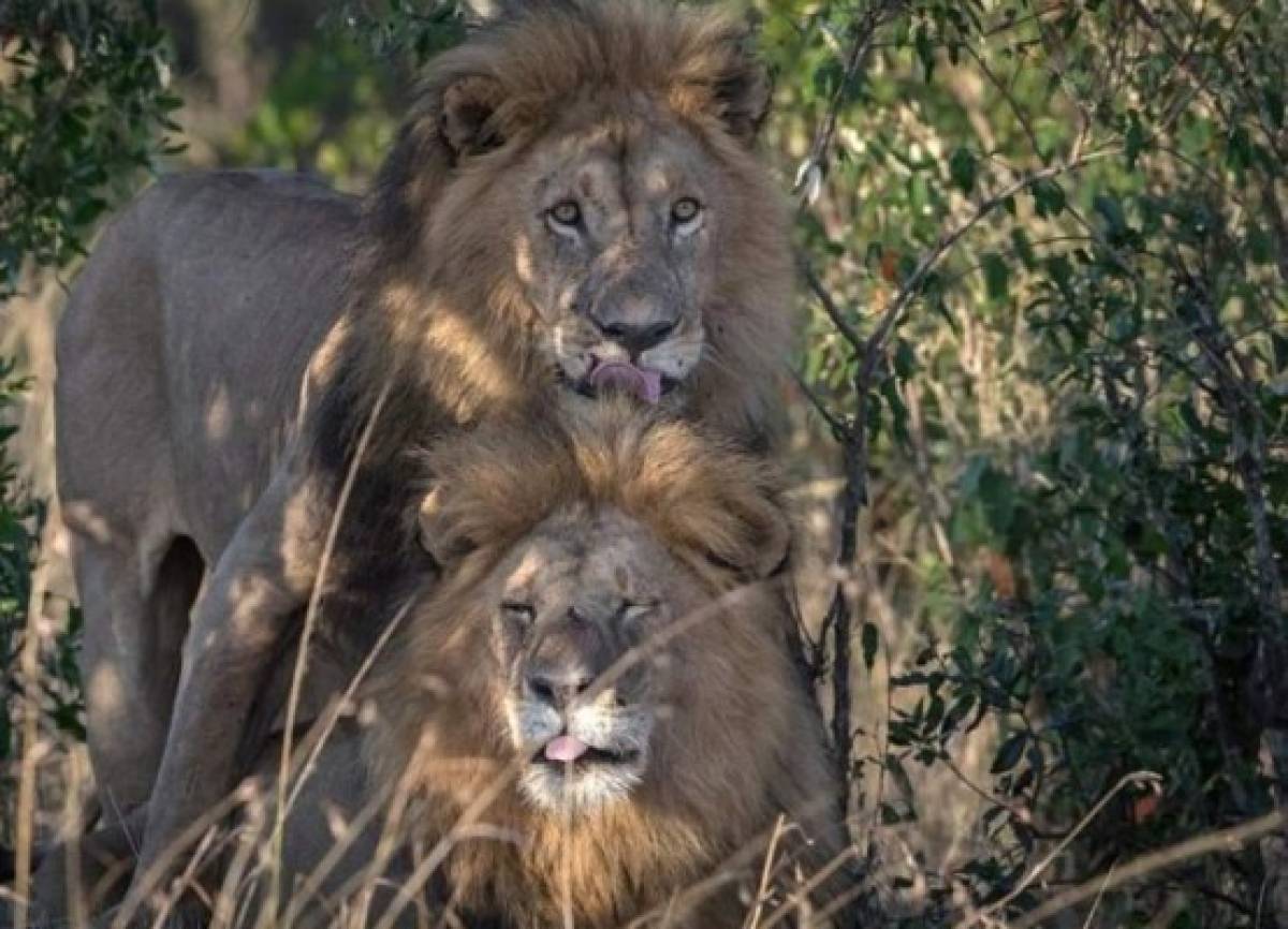 Funcionario culpa a los homosexuales de que dos leones machos se aparearan