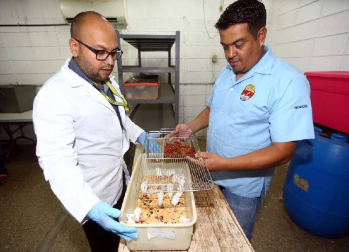 Universitarios retoman estudios con especies criadas en laboratorio