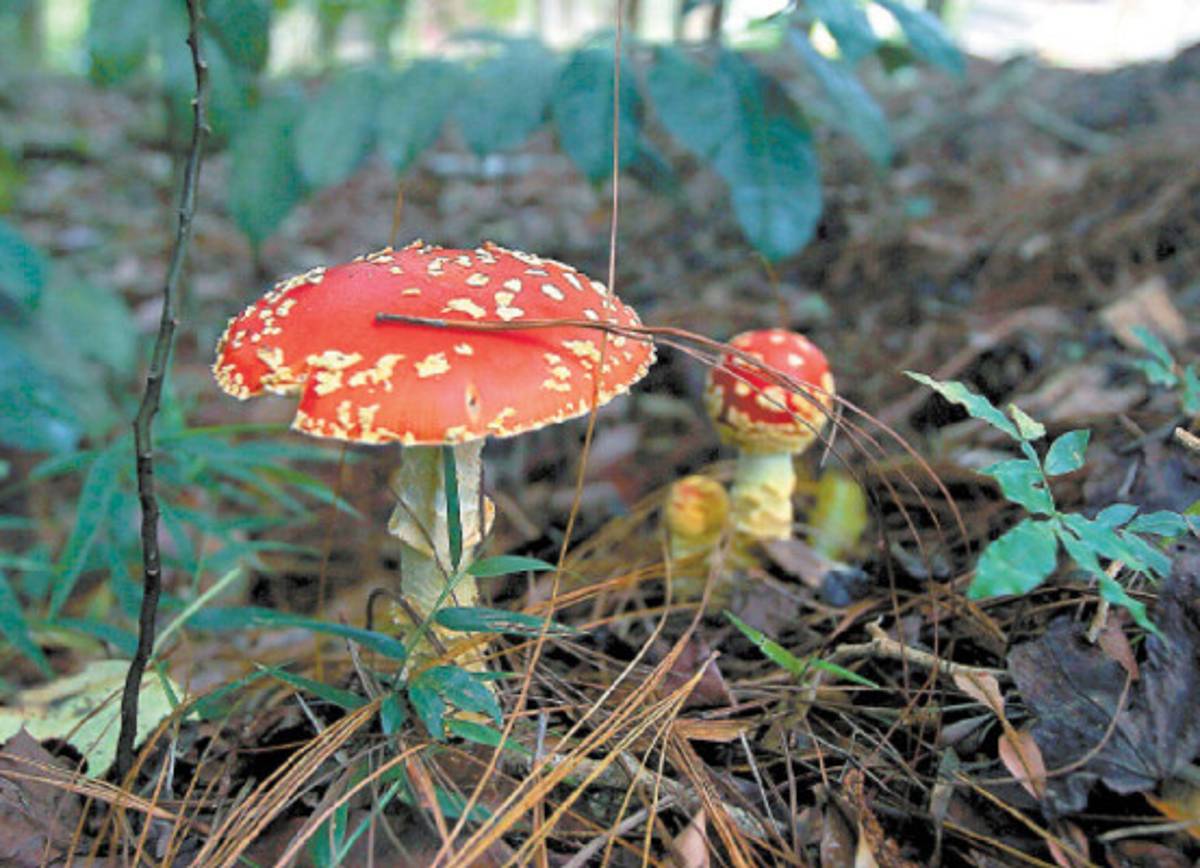 La Tigra, pulmón de la capital merece más atención