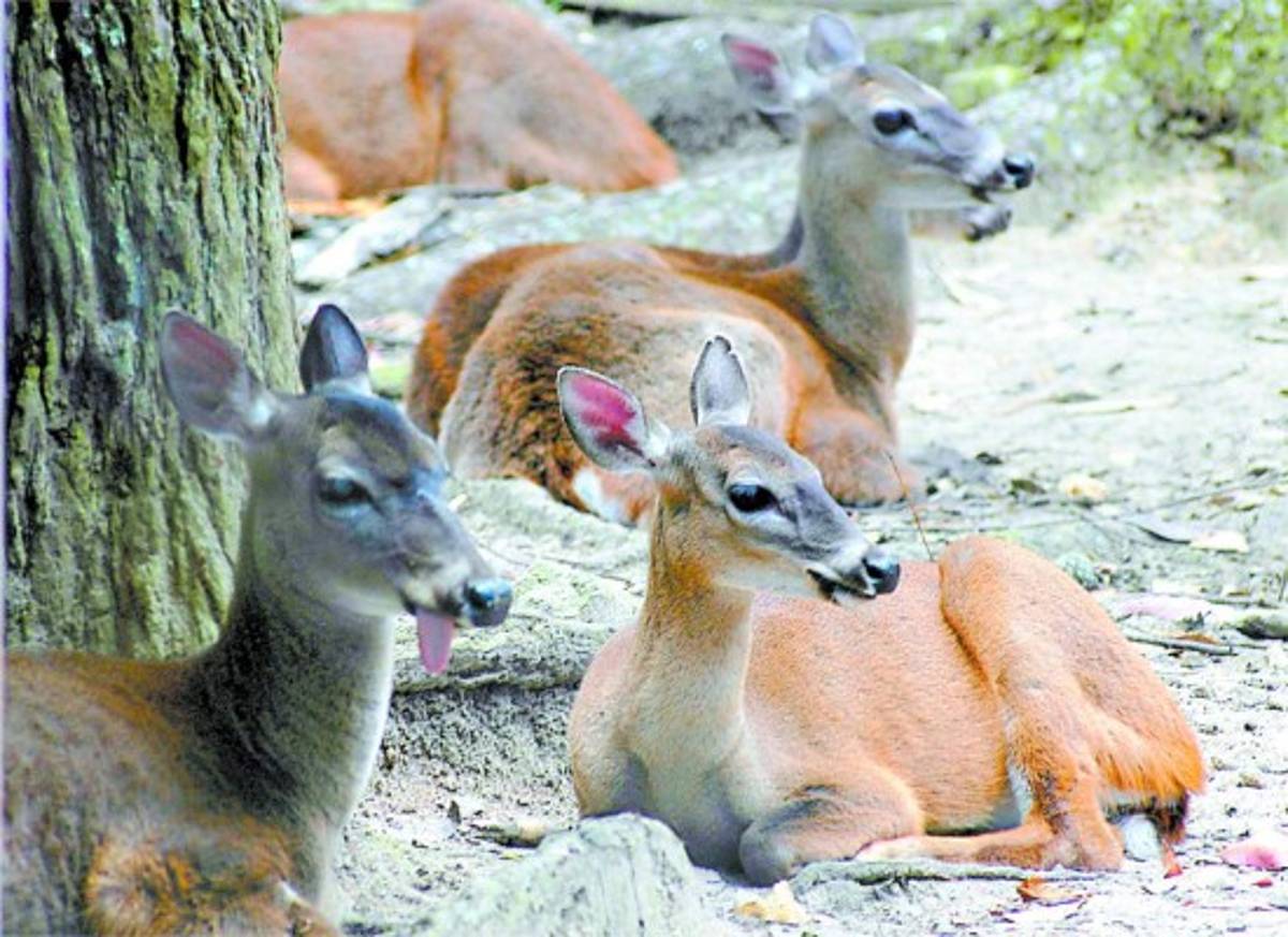 Veda por 10 años a la caza de venados en Honduras