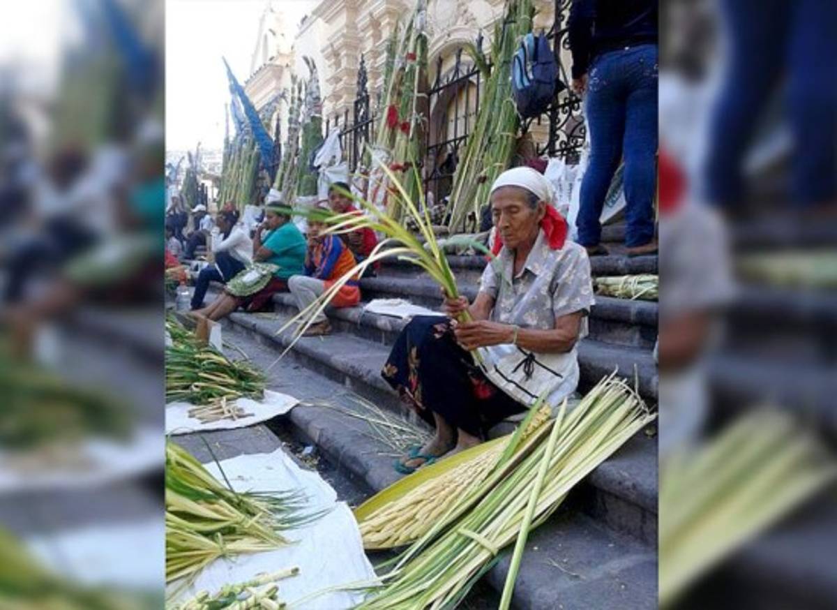 Palmas de olivo invaden Tegucigalpa