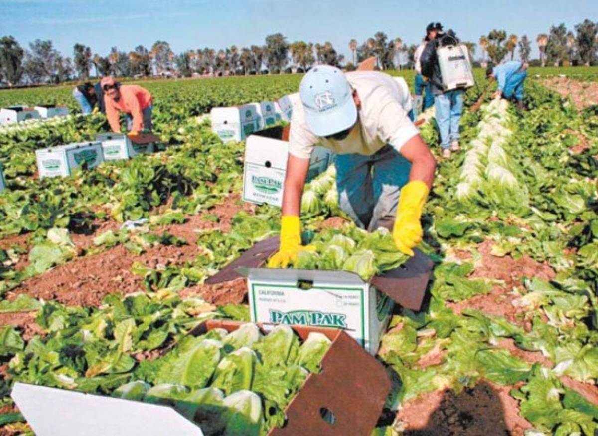 ¿En qué invierten sus remesas los migrantes hondureños?