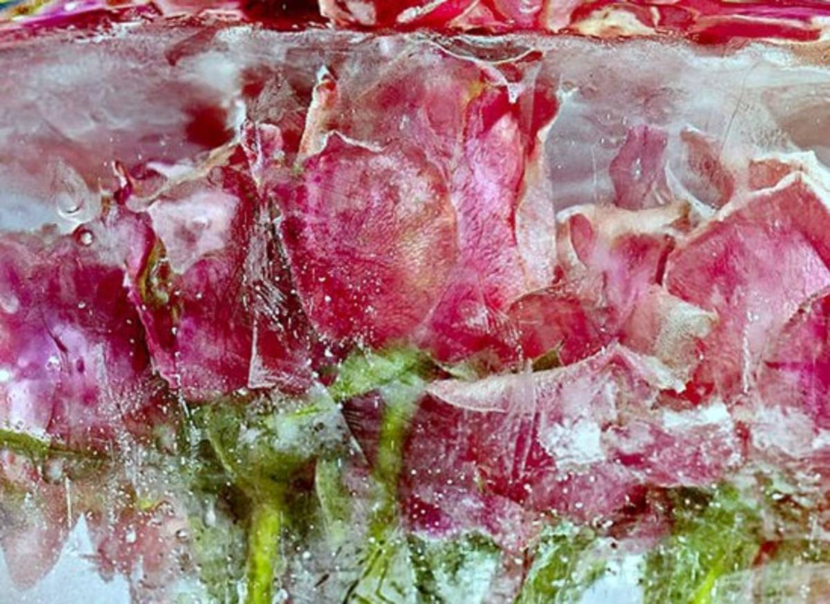 Arte a partir de flores congeladas