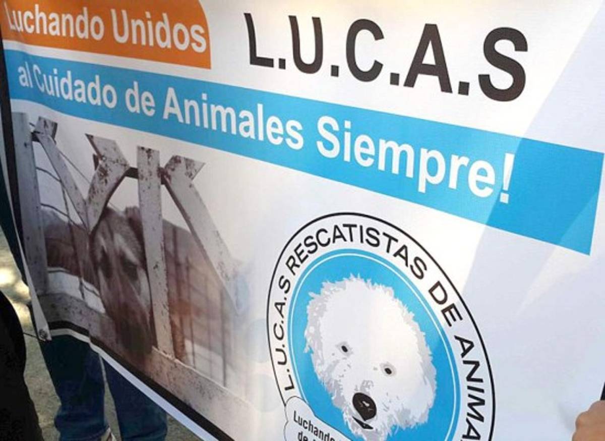 Honduras: Exigen aprobación de ley contra maltrato animal