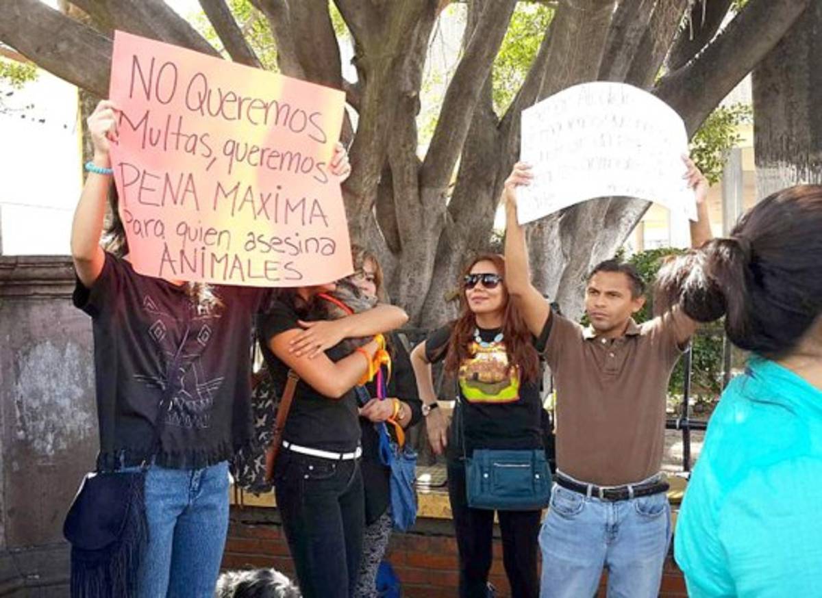 Honduras: Exigen aprobación de ley contra maltrato animal