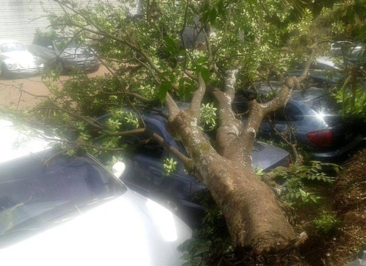 Árbol cae sobre tres carros en Tegucigalpa