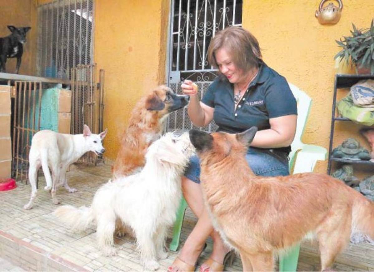 Los perros 'aguacateros” tienen quién los defienda en Comayagua