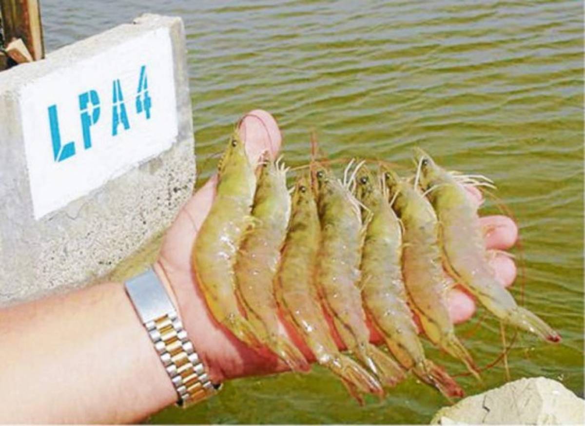 SAG envía muestras de camarón a EE UU