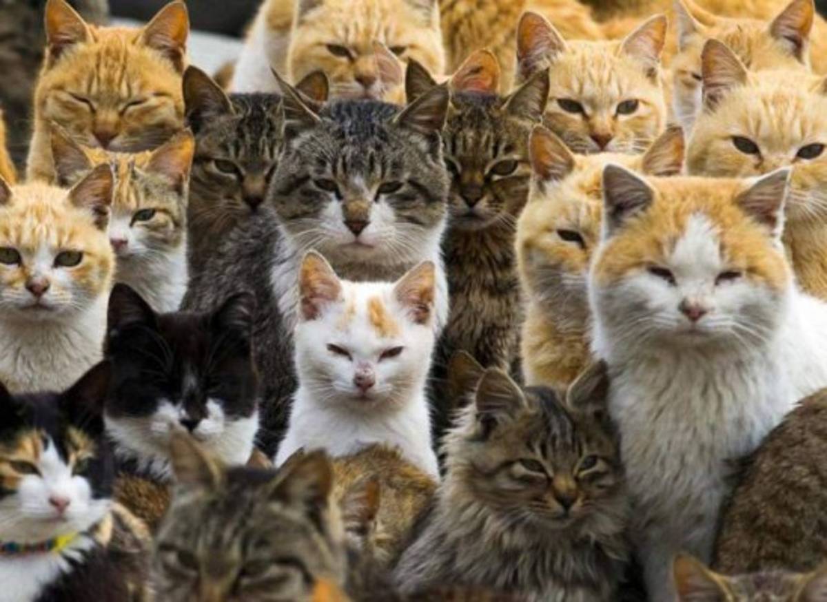 Pueblo agobiado por gatos