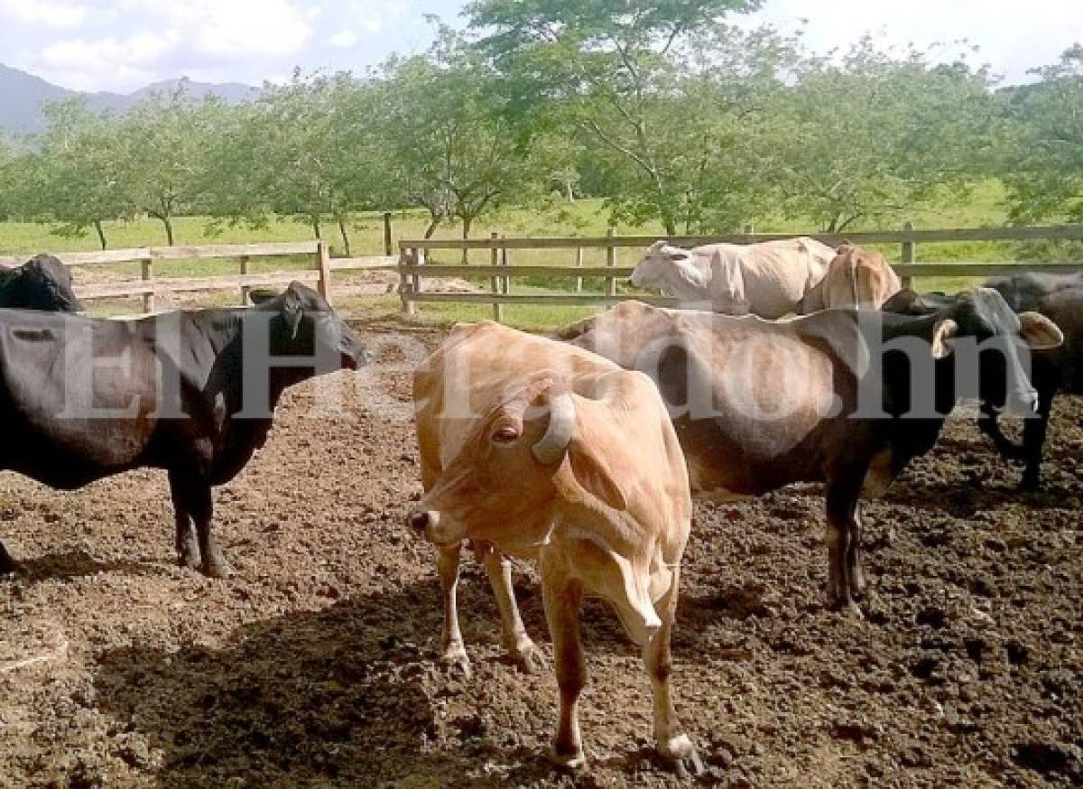 Más de 300 cabezas de ganado había en hacienda de familia Matta