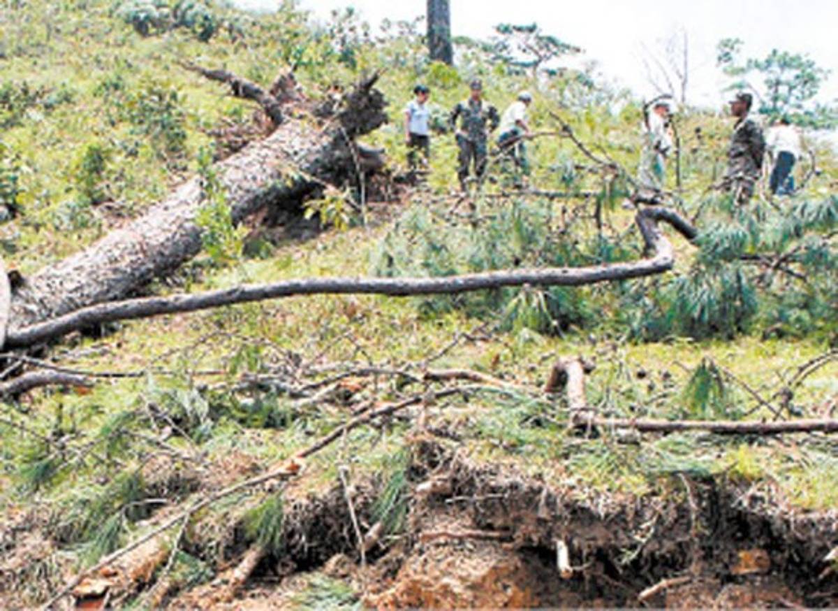 Sigue corte de árboles infectados por gorgojo