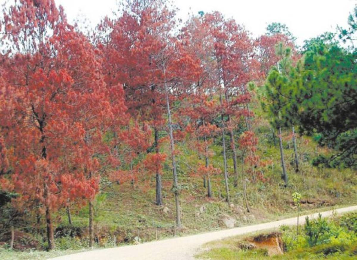 Brotes de gorgojo descortezador afectan 13,548 hectáreas de pino