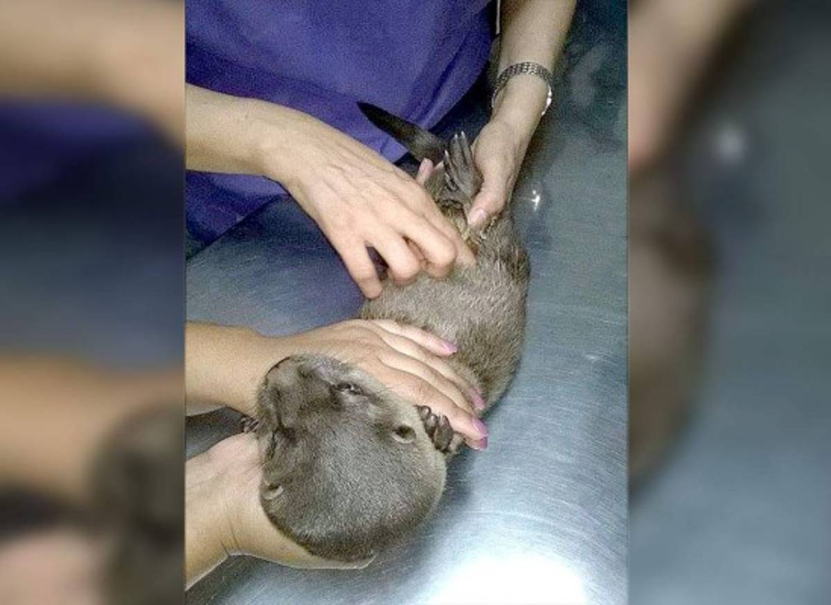 Una nutria, el nuevo inquilito del Rossy Walther