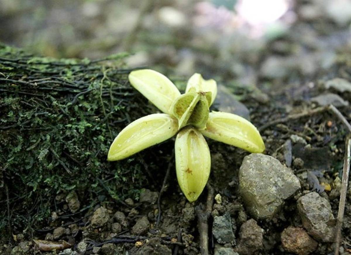 Turismo verde sin salir de Tegucigalpa