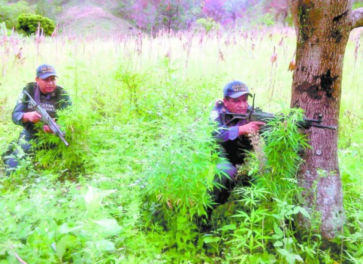 Incautan plantas de marihuana