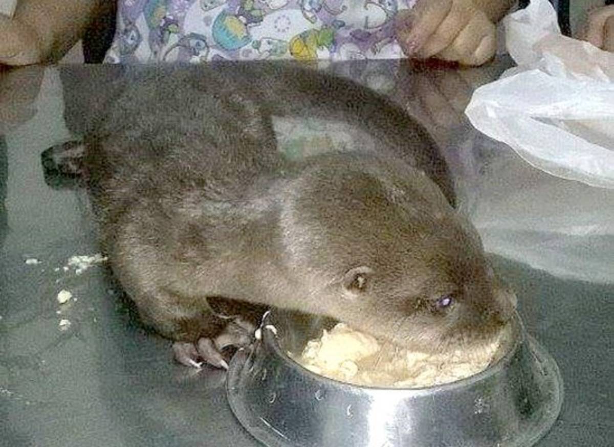 Una nutria, el nuevo inquilito del Rossy Walther