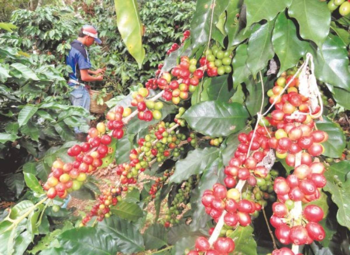 Unión Europea, el principal destino del café cultivado en Honduras