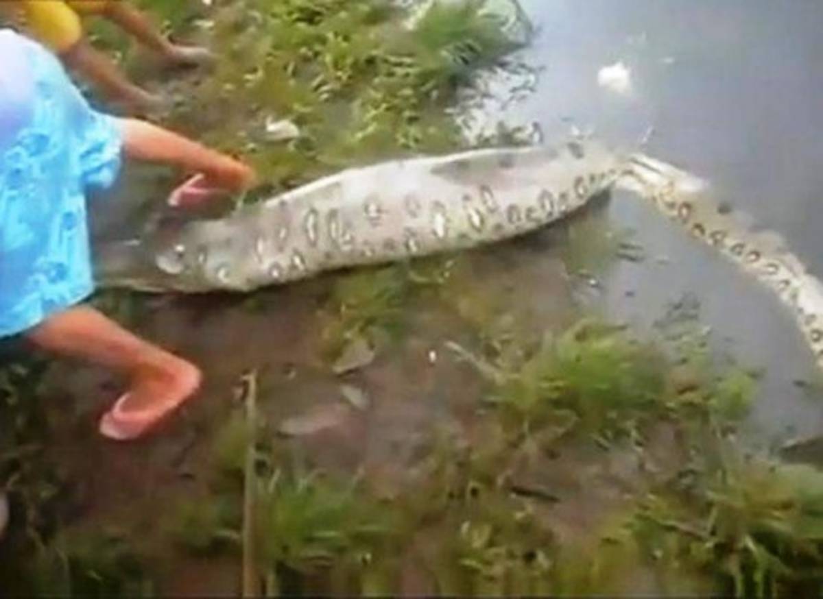 Abrieron una serpiente viva y se encontraron con una sorpresa