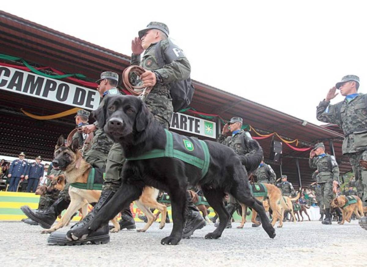 Presentan primer batallón canino de Honduras