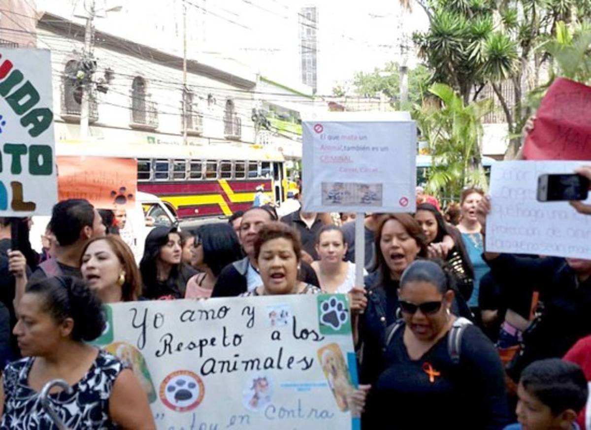 Honduras: Exigen aprobación de ley contra maltrato animal
