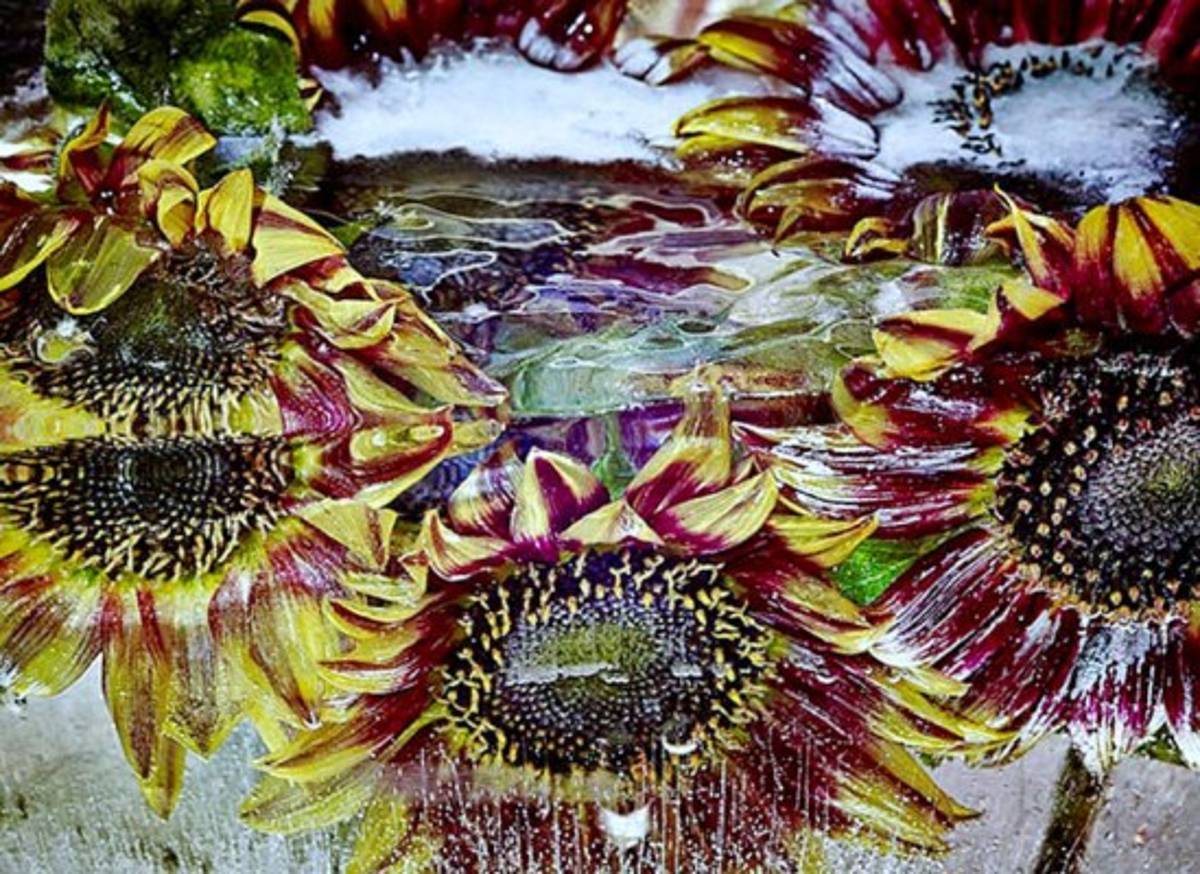 Arte a partir de flores congeladas