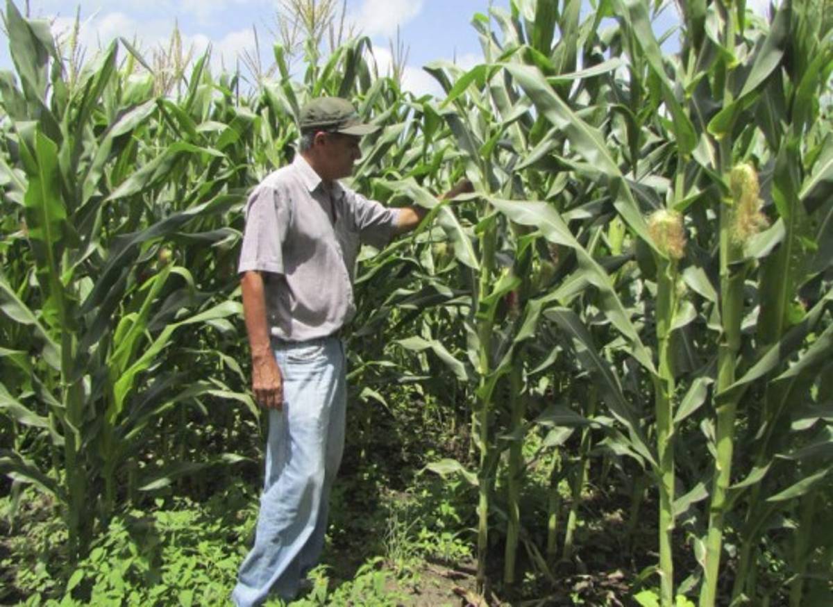 Temen perder cosechas en el altiplano de Danlí