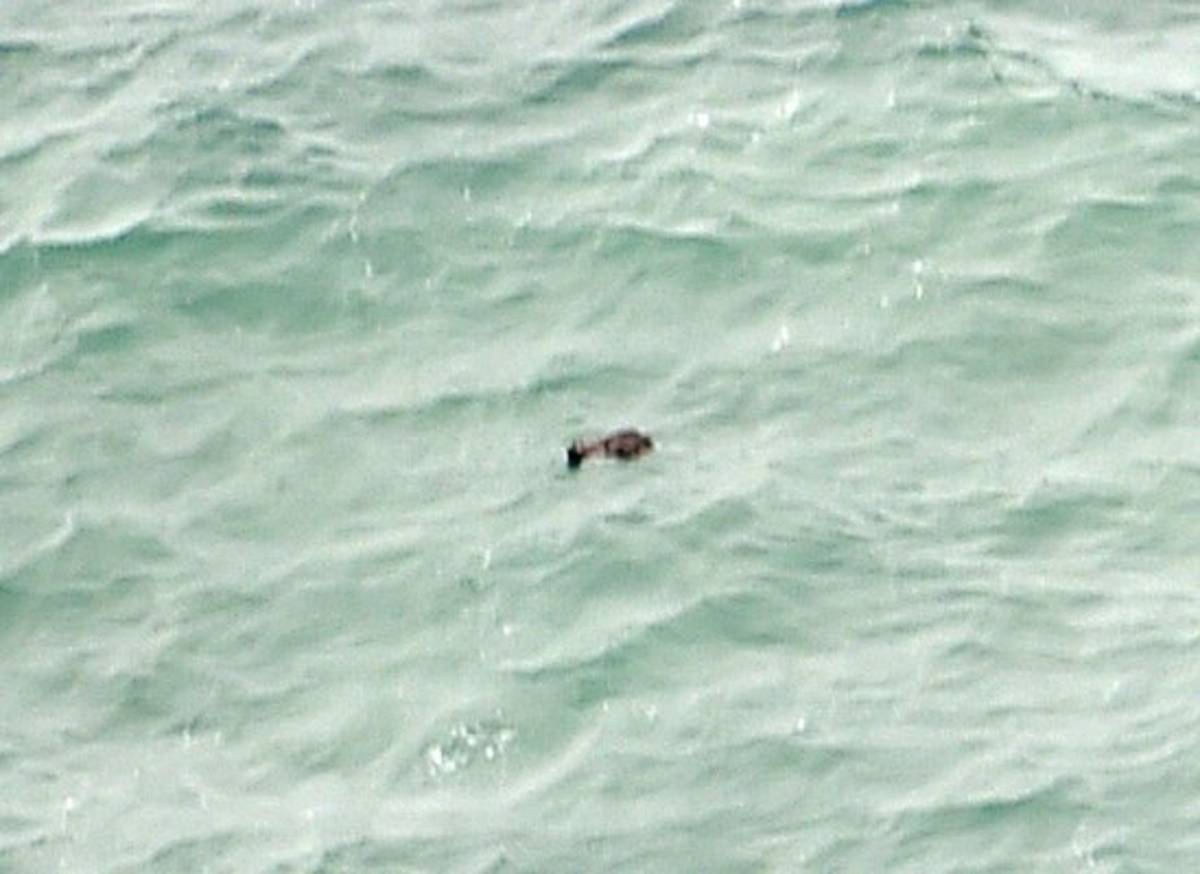 Encuentran restos de avión desaparecido de AirAsia