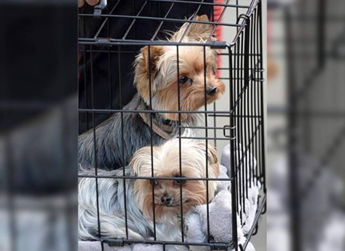 Amenazan con sacrificar a perros de Johnny Depp