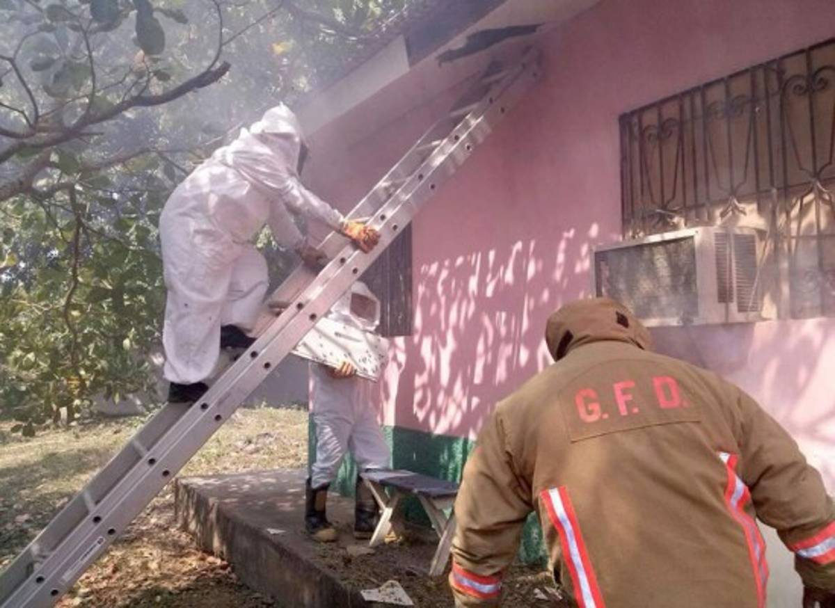 Abejas africanizadas atacan a habitantes y mascotas de vivienda