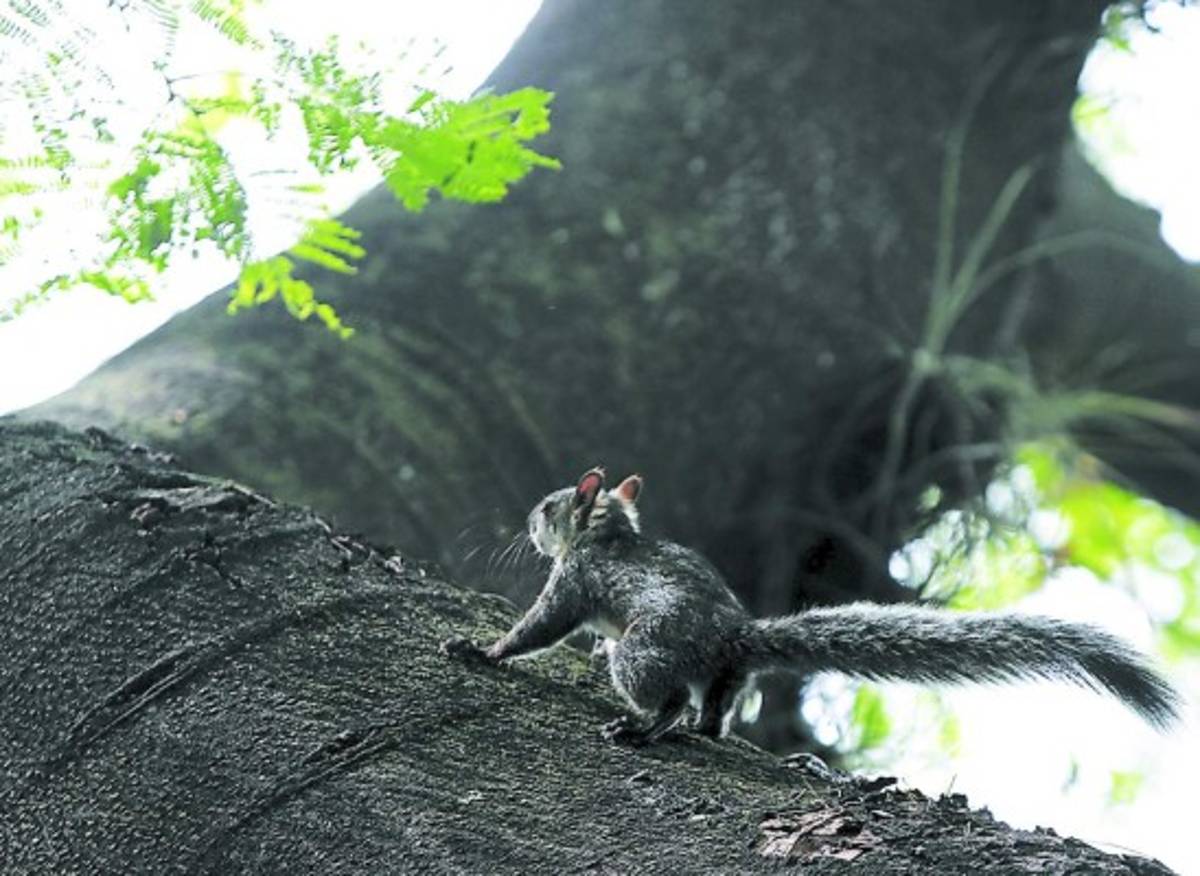 Dos frondosos guanacastes son declarados Árboles Históricos