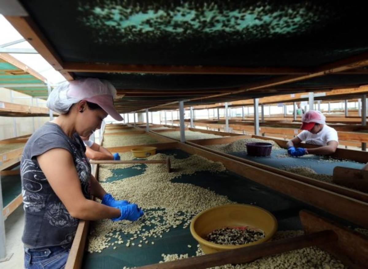 Tierra Adentro: El aroma a café en Marcala, San Pedro y Veracruz