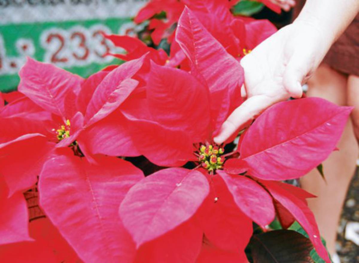 Las pascuas le ponen color a la Navidad