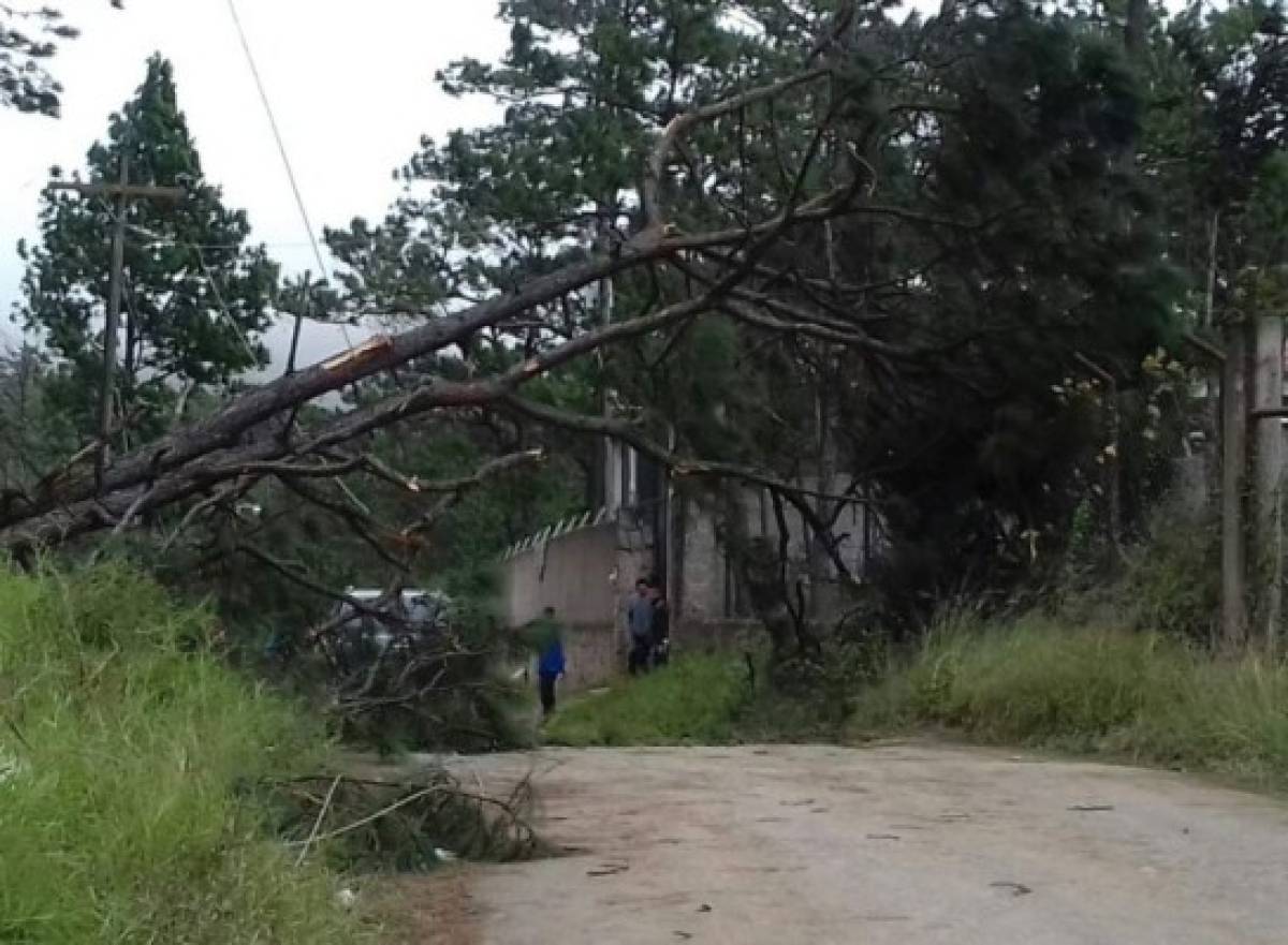 Vientos huracanados dejan varios daños en la red de distribución eléctrica