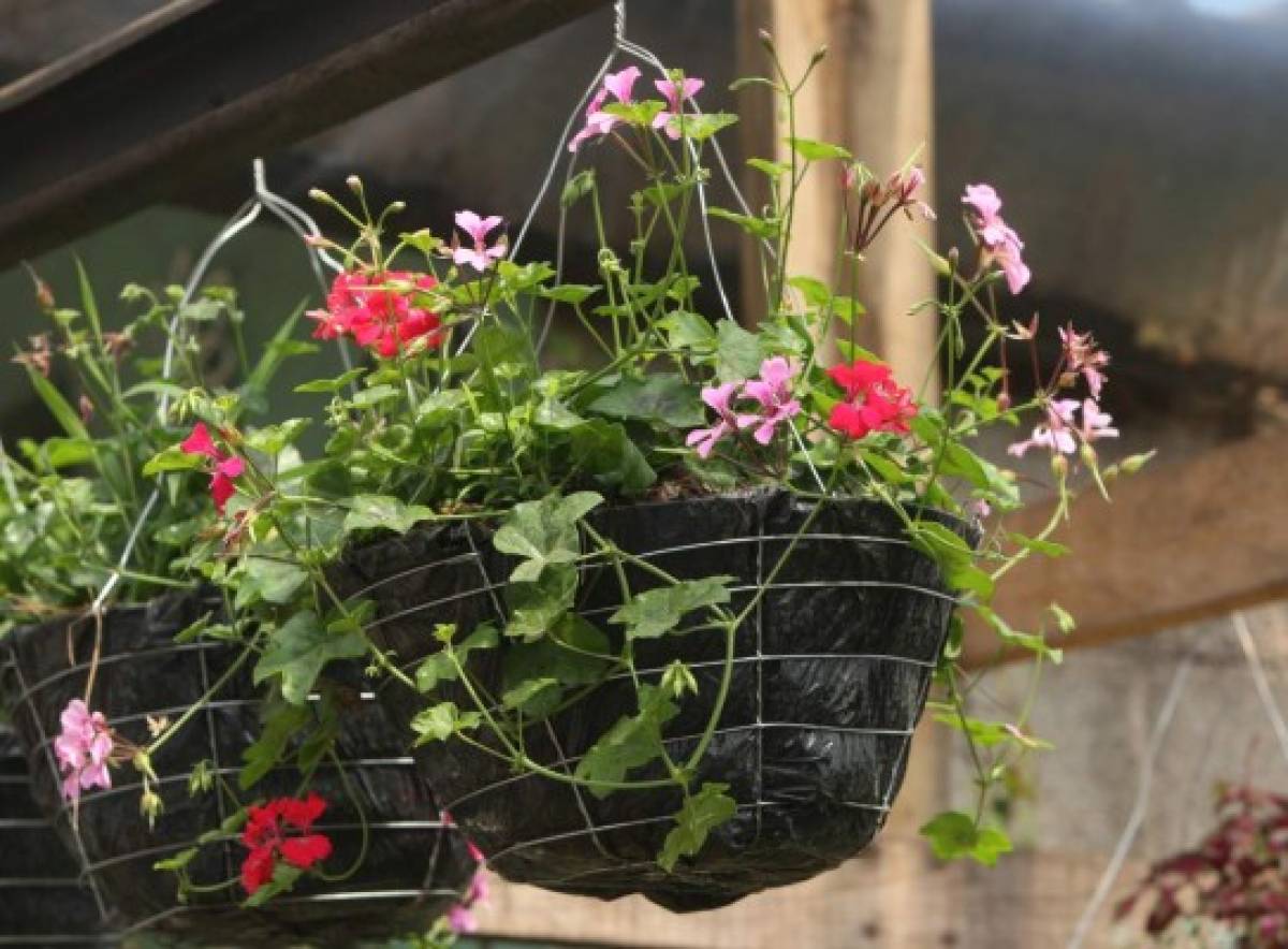 Cuidados de un jardín radiante